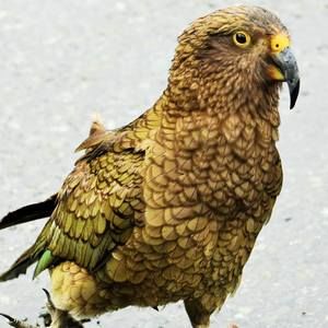 Meet your Posher, Paula